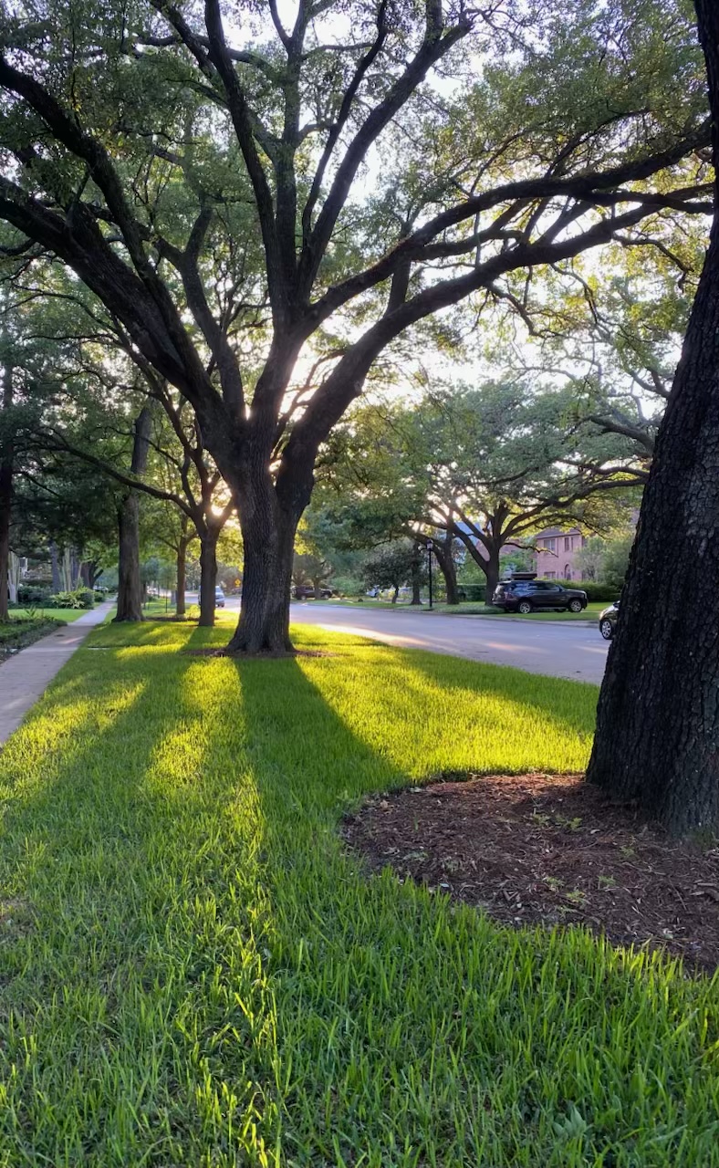 Tree-lined street in West University Place, Houston — home of Kasoya Health
